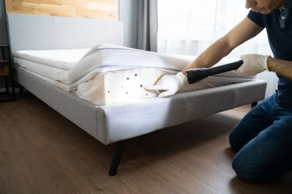 10 Bed Bug Myths That Could Be Costing You Money