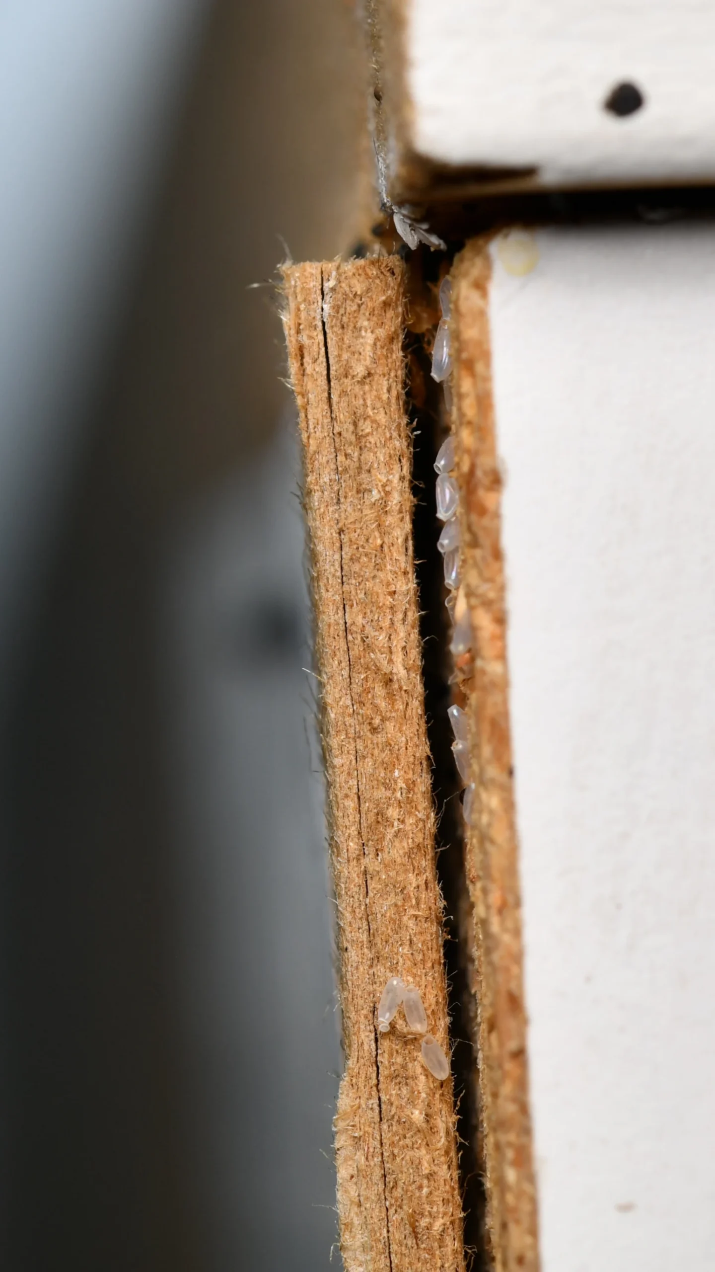 Butte Home Bed Bug Eradication & Prevention Plan
