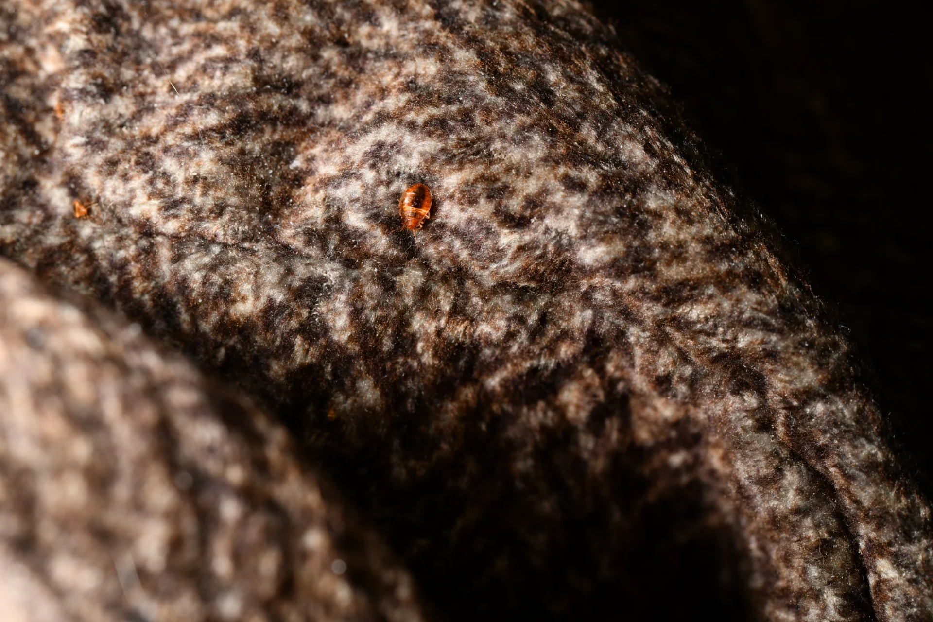 Salmon, ID Home Bed Bug Eradication: Yard Sale Recliner Nightmare Solved