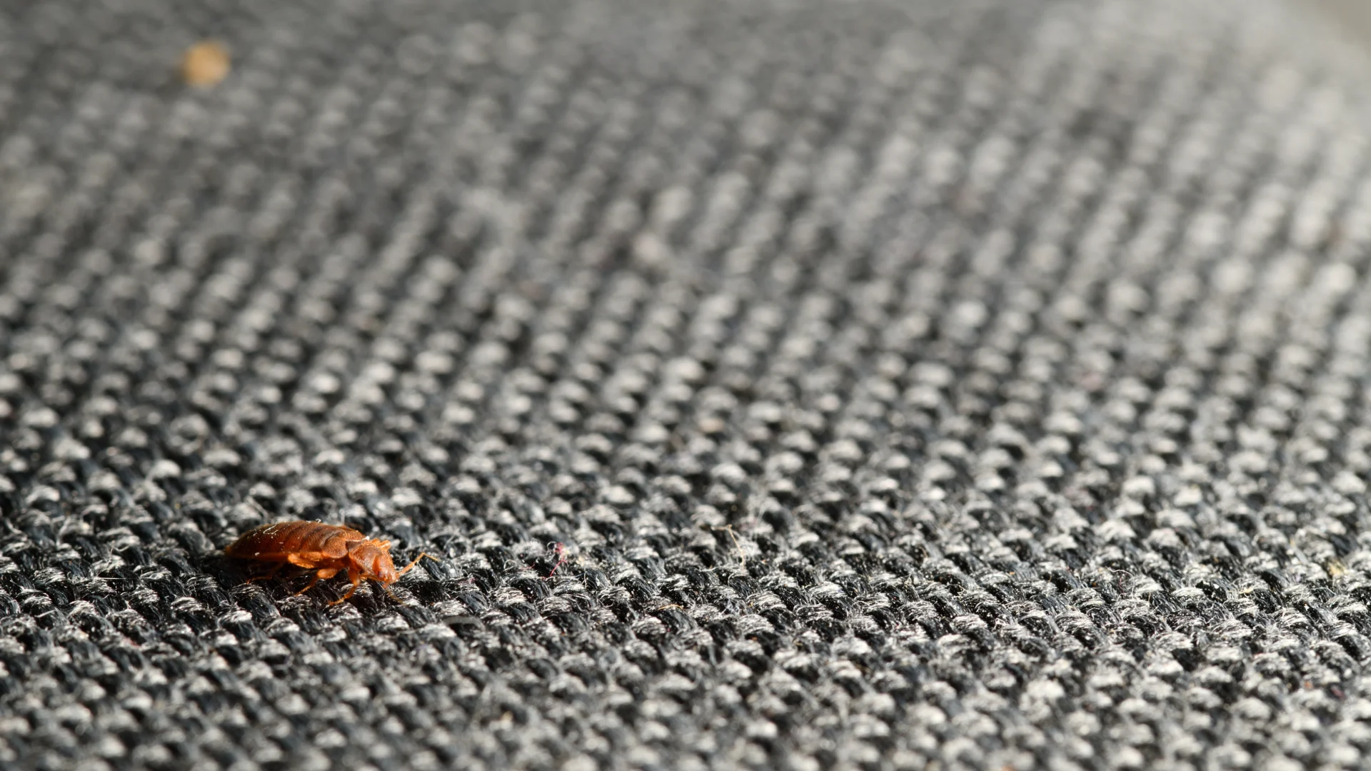 Dillon Bed Bug Nest Discovered, Heat Treatment Success