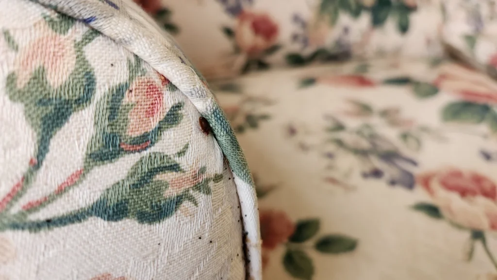10 Bed Bug Myths That Could Be Costing You Money