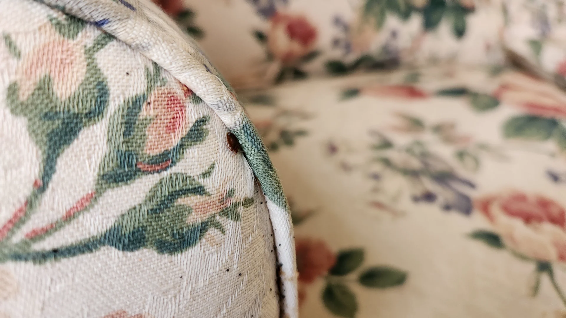 10 Bed Bug Myths That Could Be Costing You Money