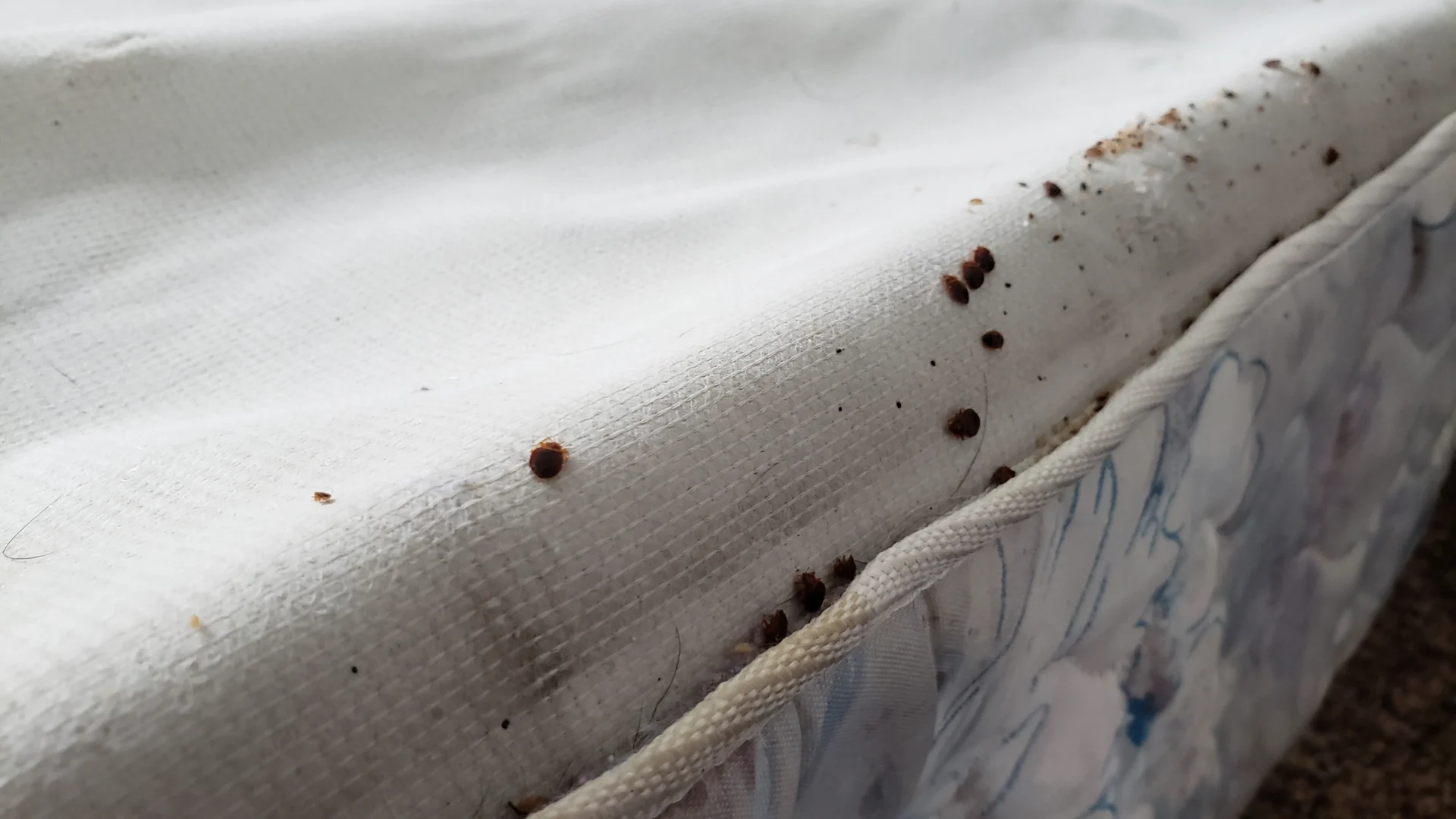 Rexburg Apartment Bed Bug Eradication: Student’s Relief