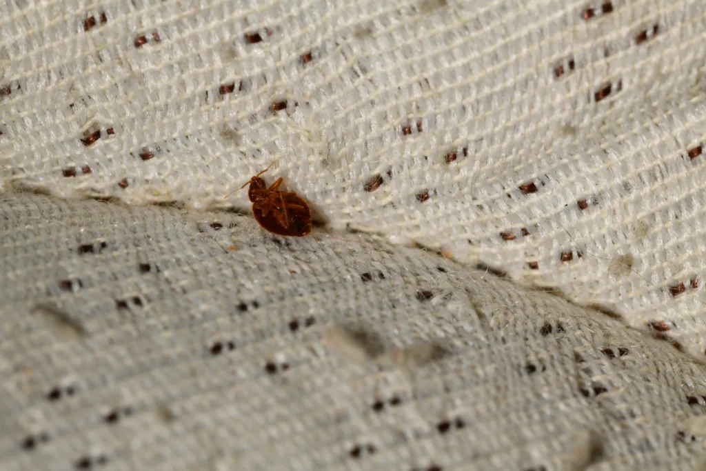 The Bed Bug Life Cycle: What Every Homeowner Should Know title The Bed Bug Life Cycle: What Every Homeowner Should Know