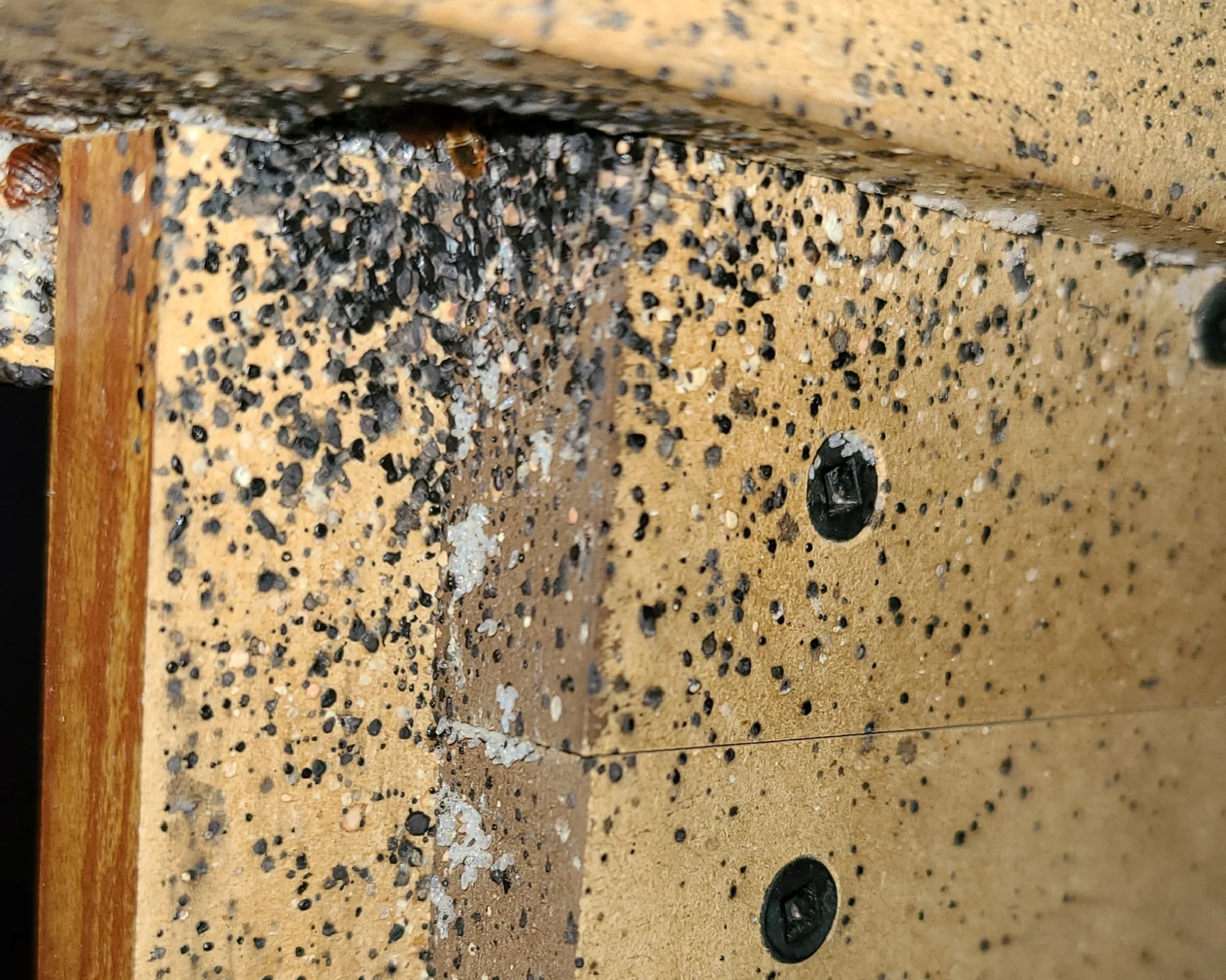 Ammon Tenant’s Extreme Bed Bug Problem Solved Fast