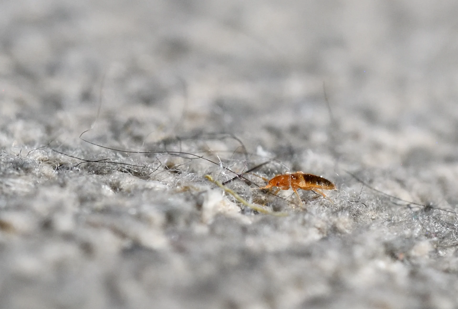 Twin Falls Bed Bugs Found in Walls, Not Furniture