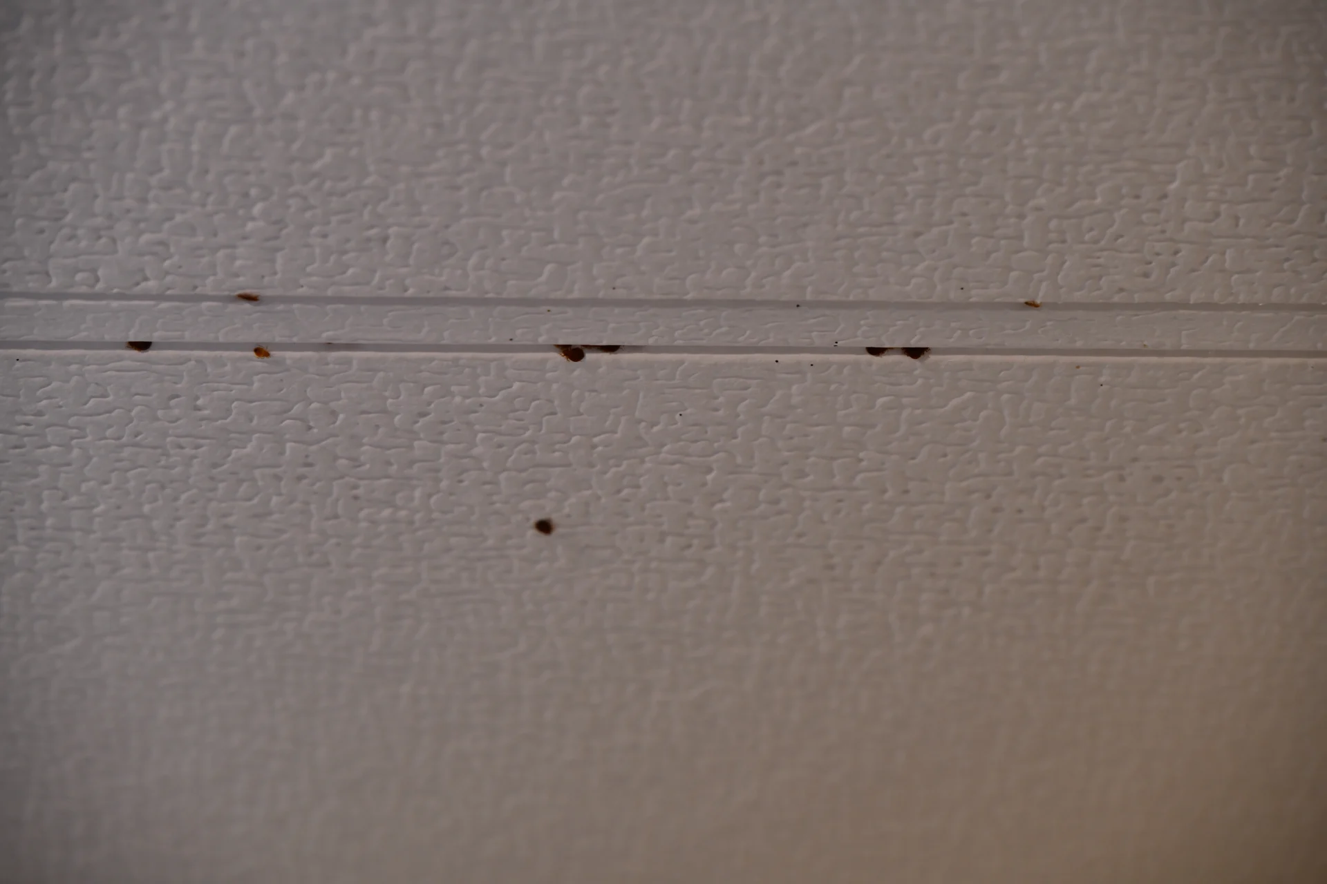 Chubbuck Home: 6-Year Bed Bug Battle Finally Won