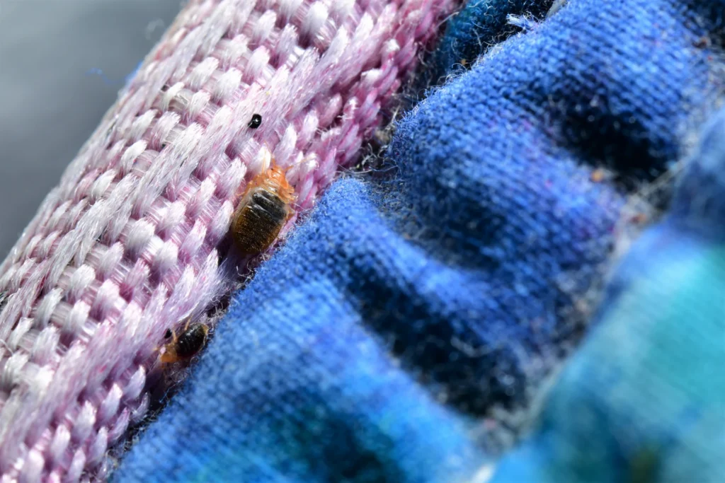 Bed Bug-Free for Good: 9 Post-Treatment Tips title Bed Bug-Free for Good: 9 Post-Treatment Tips