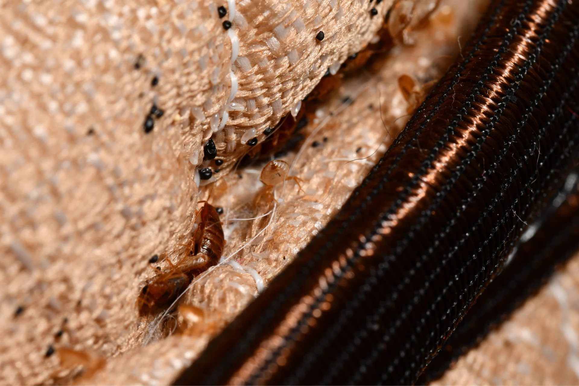 Shelley Bed Bug Elimination: Two Homes Treated