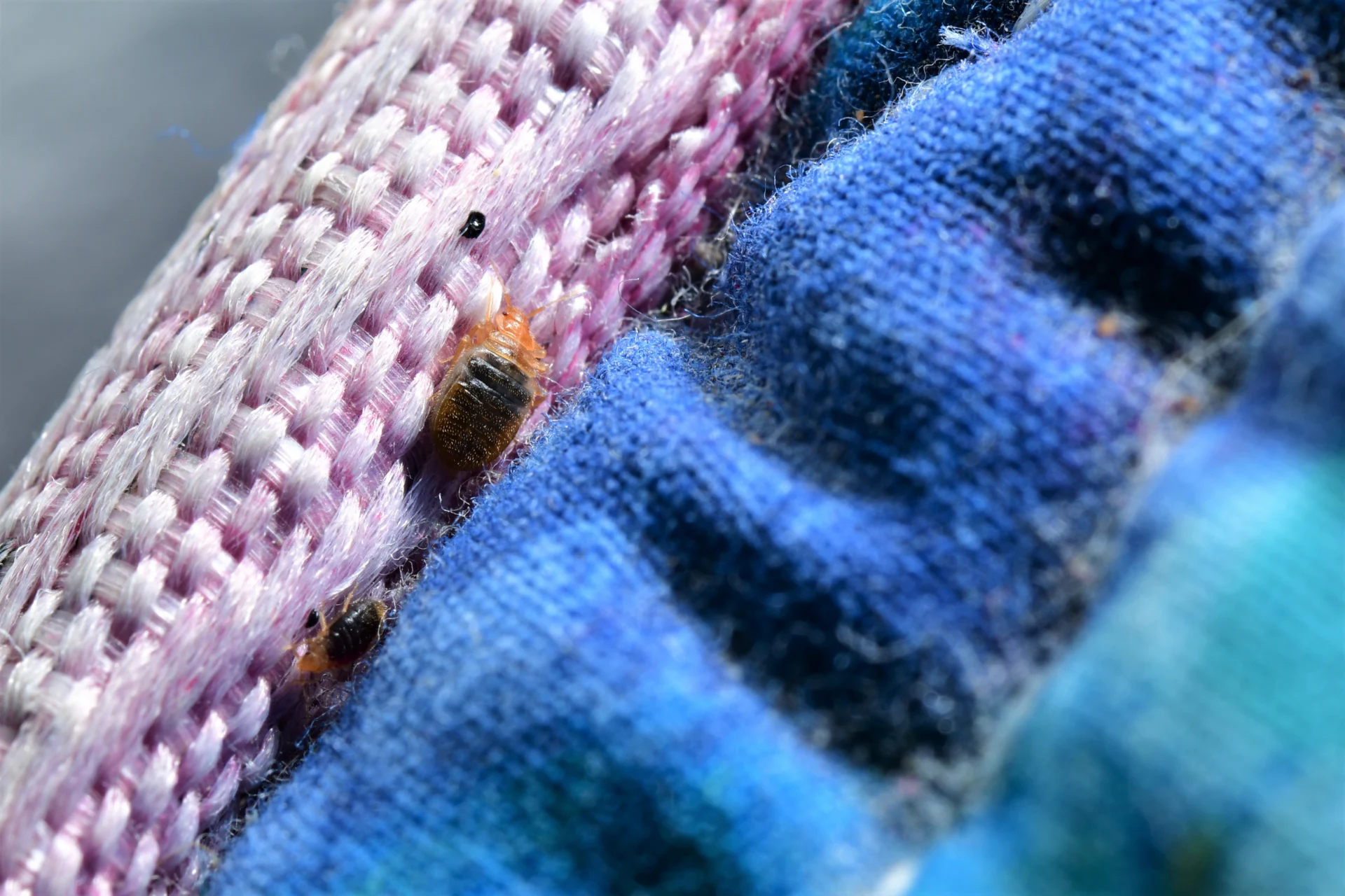 Blackfoot Apartment Bed Bug Removal: Tenant Bites Solved