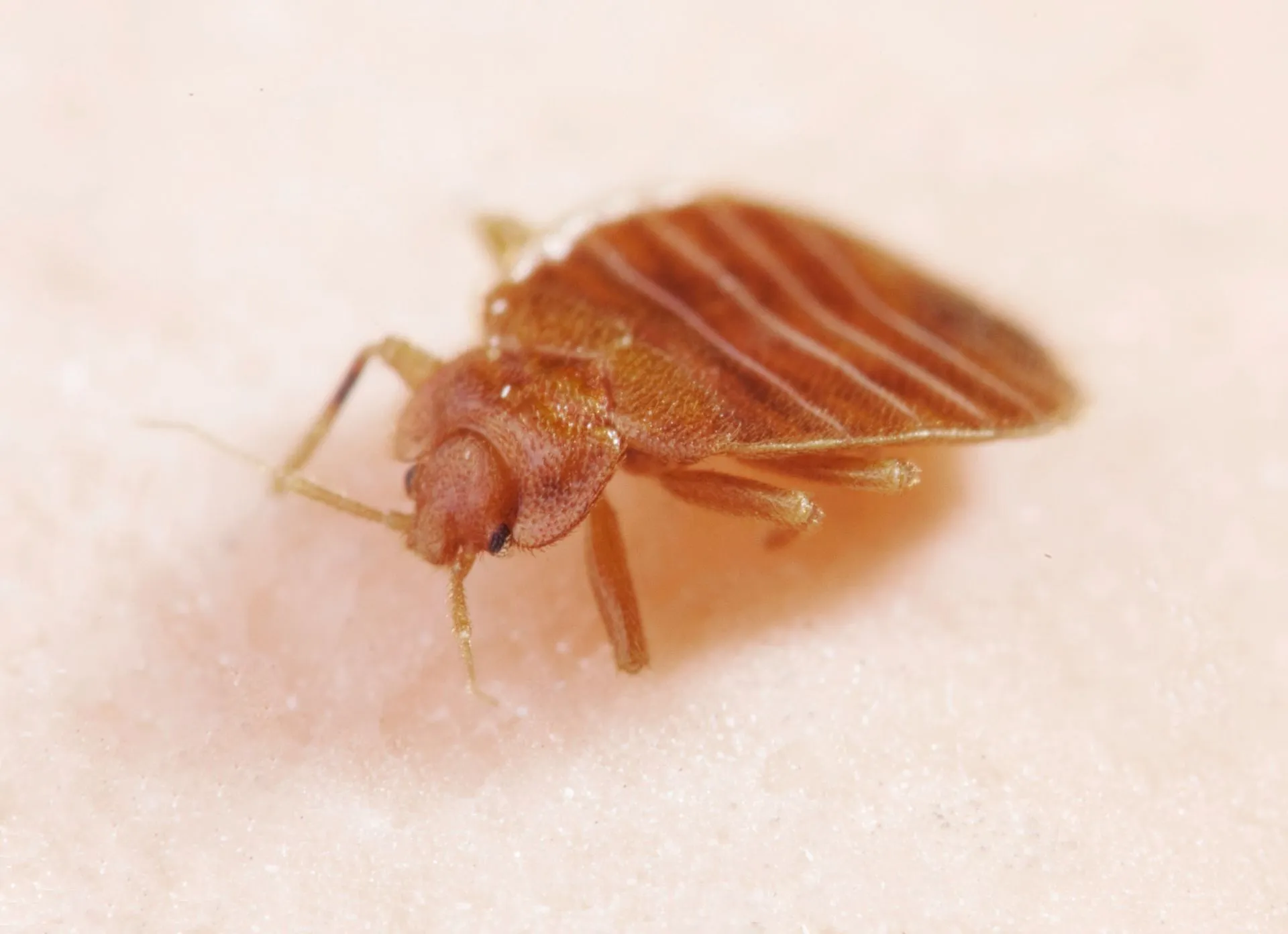 5 Not-So-Fun Facts About Bed Bugs