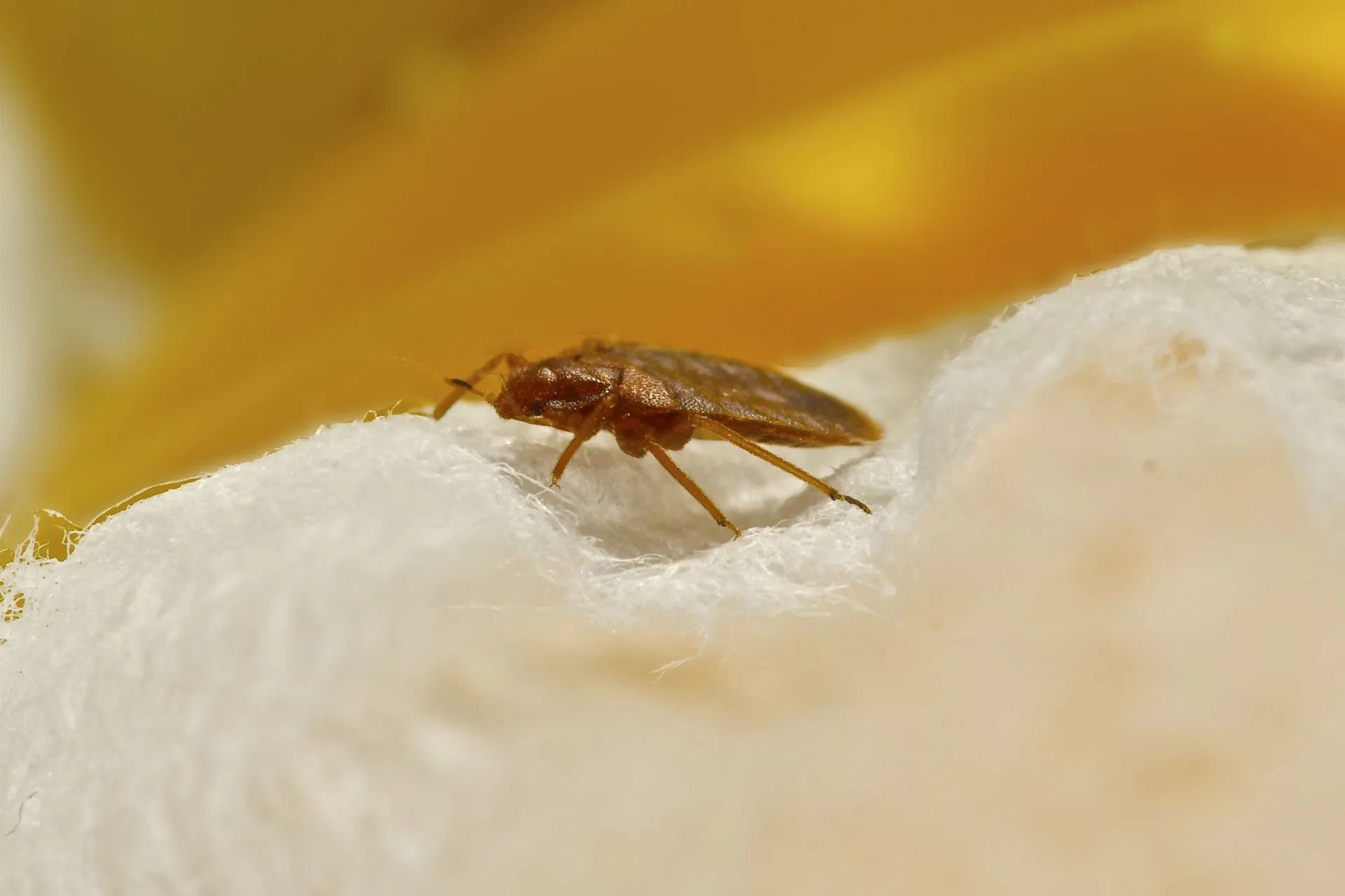 How to Identify Bed Bugs vs. Other Pests