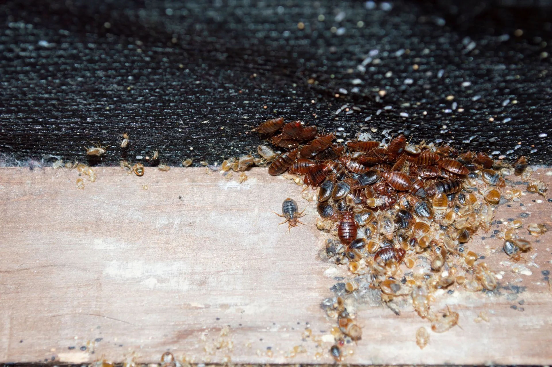 The Most Common Causes of a Bed Bug Infestation