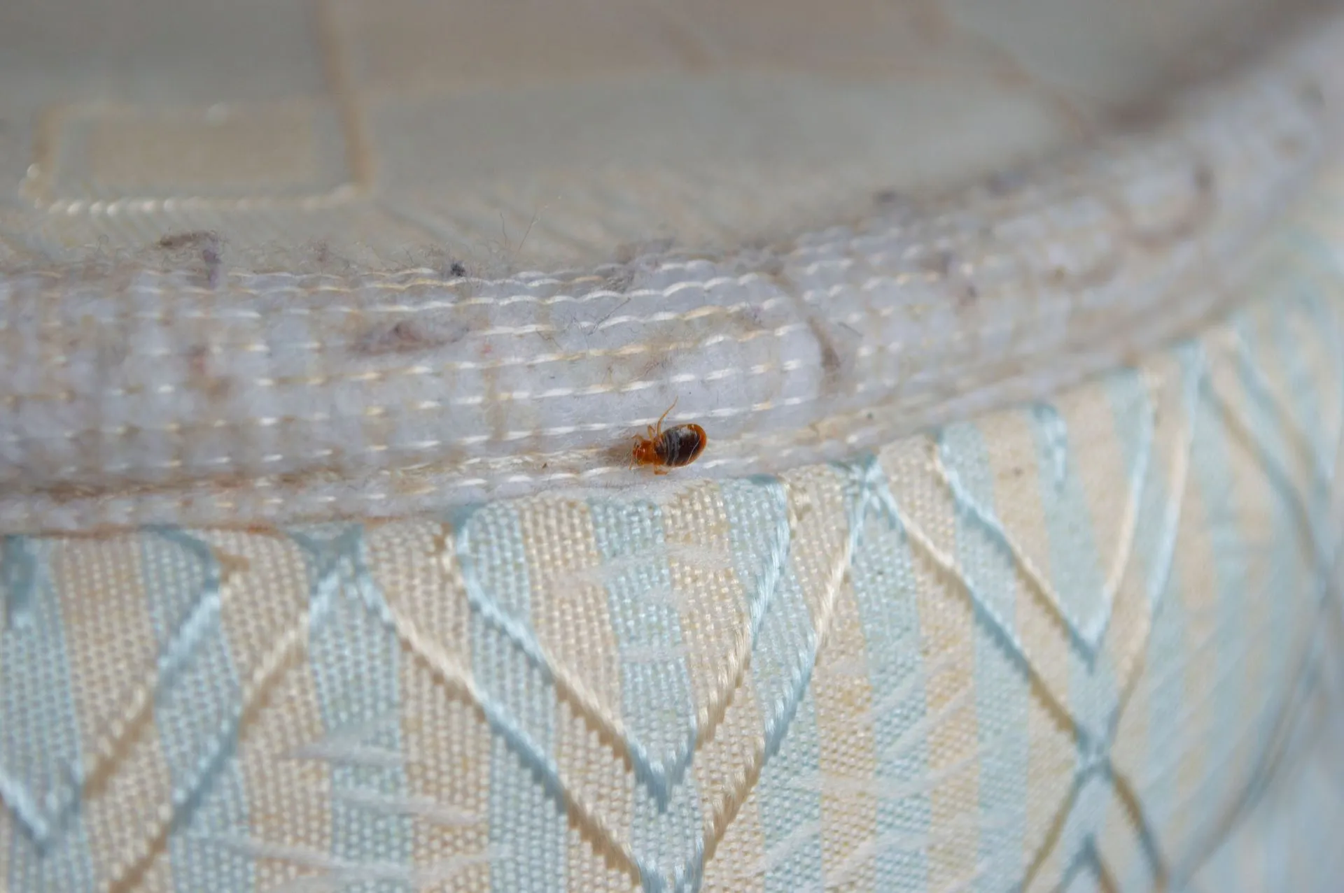 Understanding How Pest Control Services Treat Bed Bugs