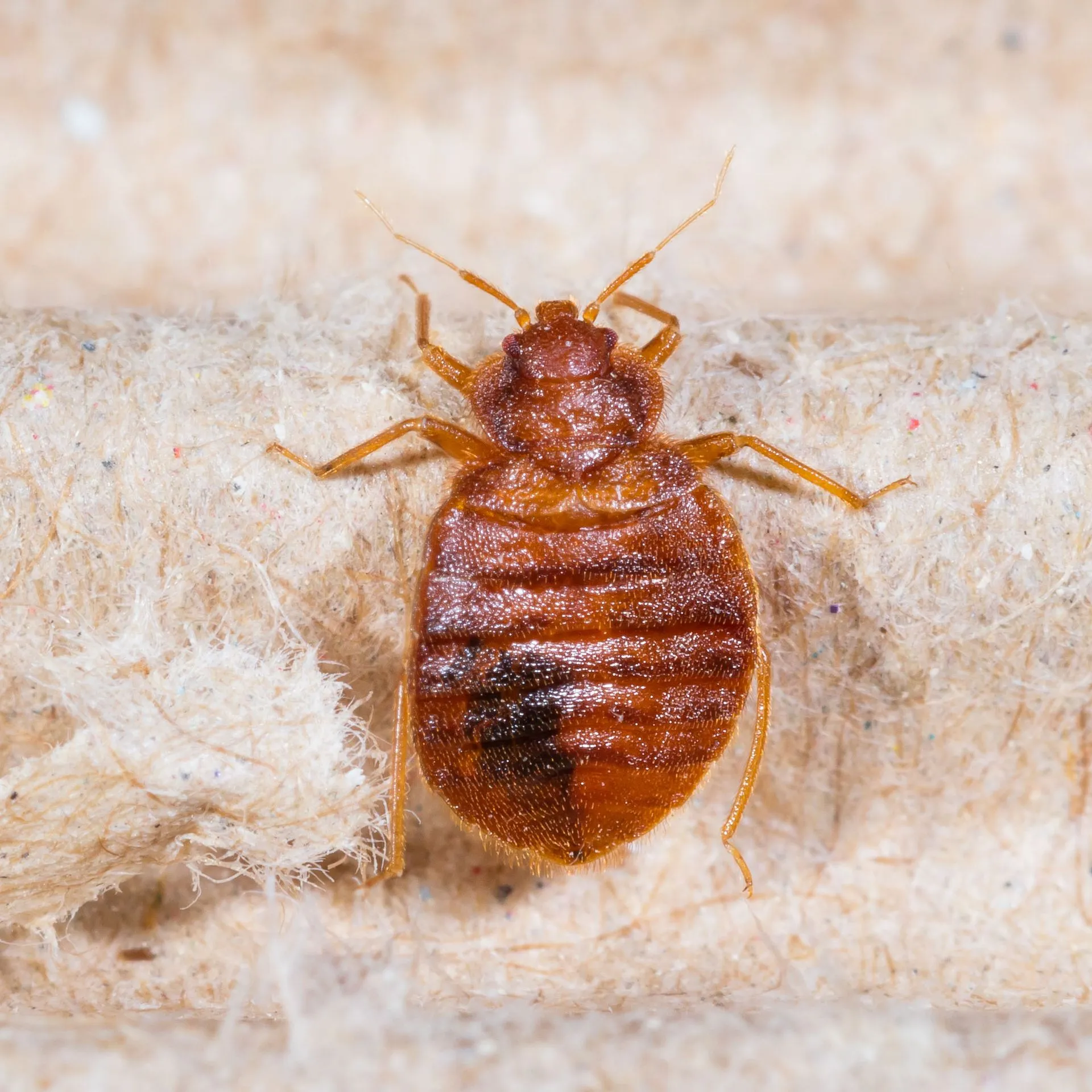 4 Secrets on How a Professional Properly Removes Bed Bugs