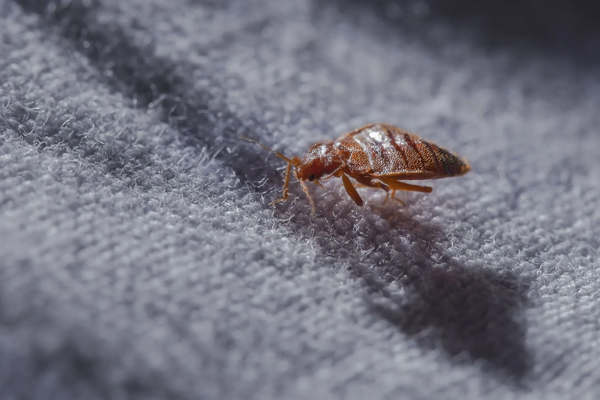3 Places Bed Bugs Like to Hide