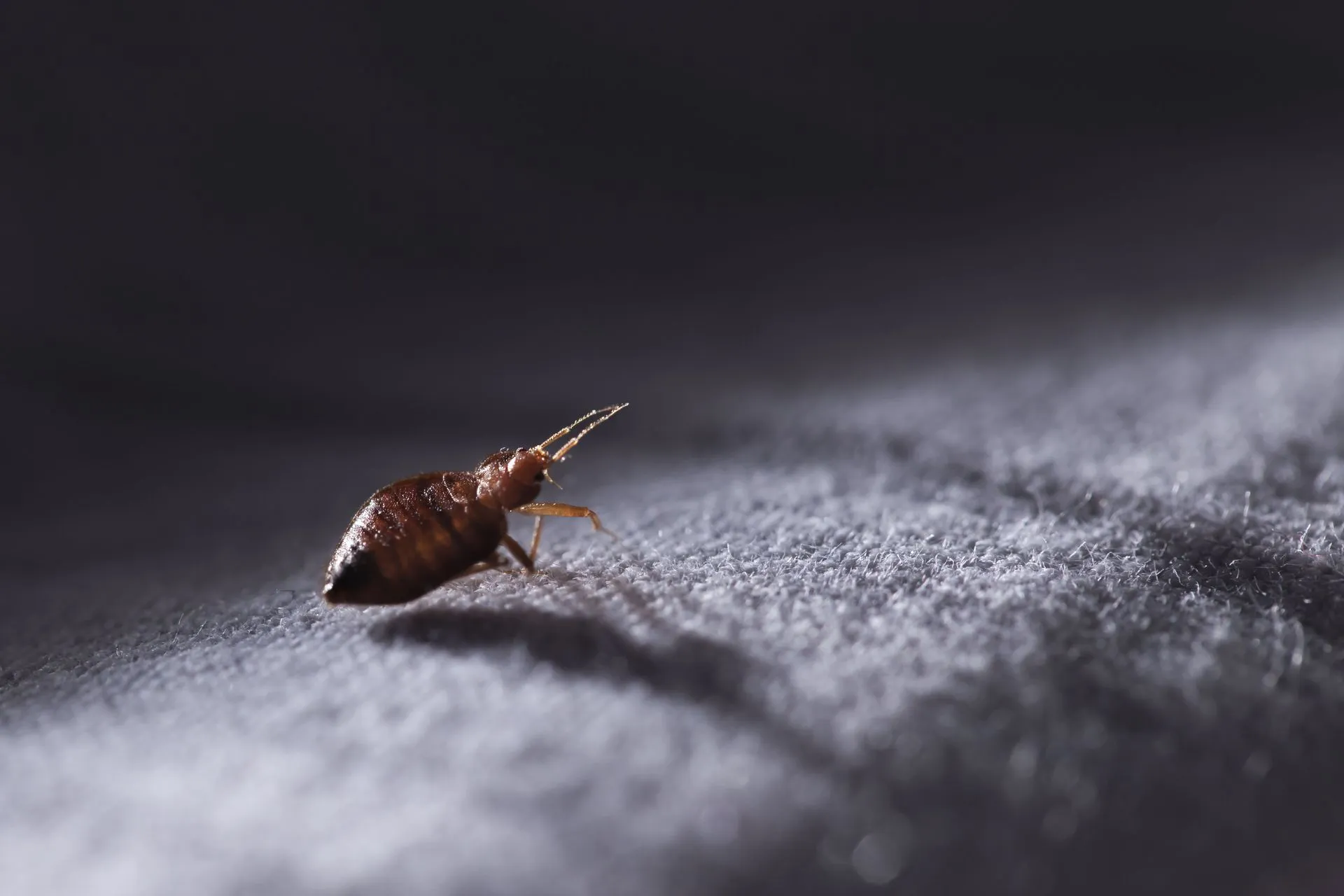 4 Reasons Bed Bugs Are Hard to Get Rid Of