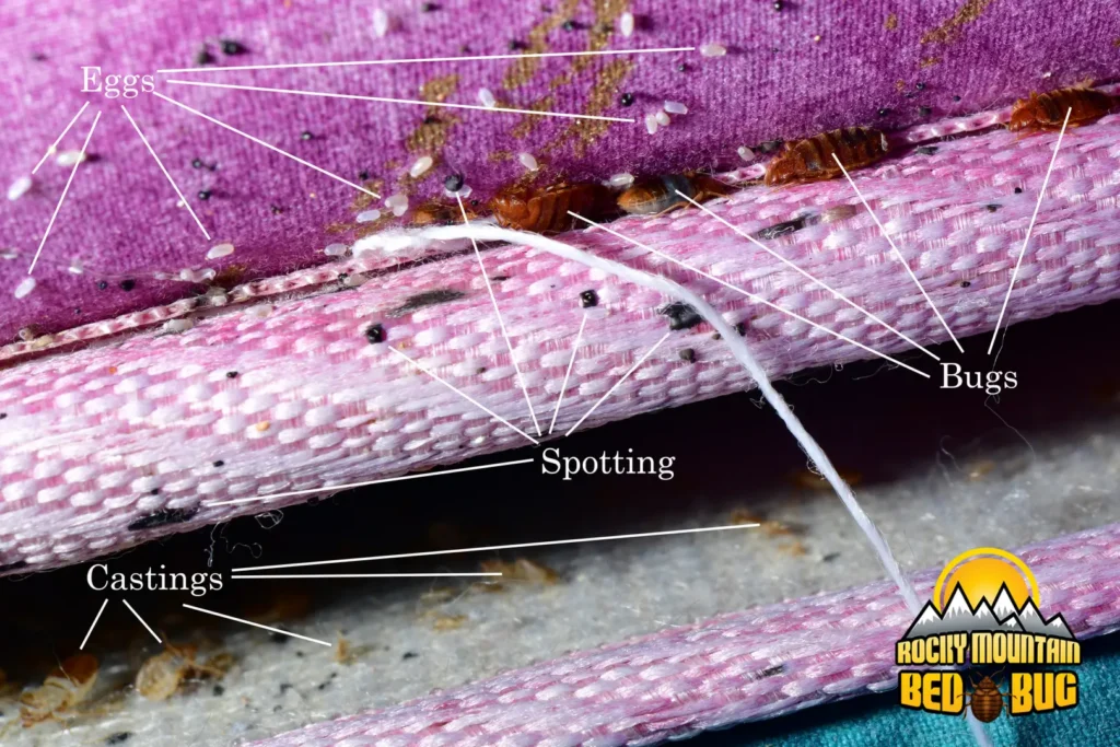 Bed Bug Identification Guide title Bed Bug Identification Guide