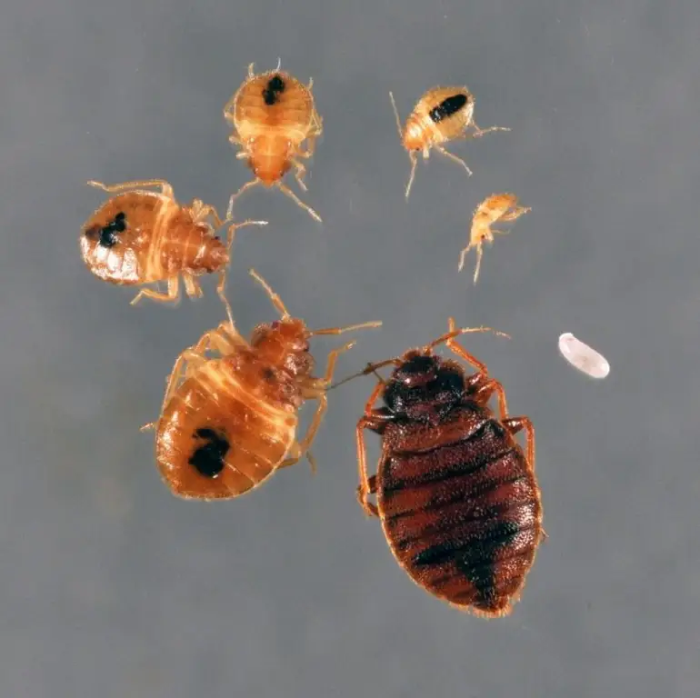 Bed Bug Identification Guide Bed Bug Identification Guide